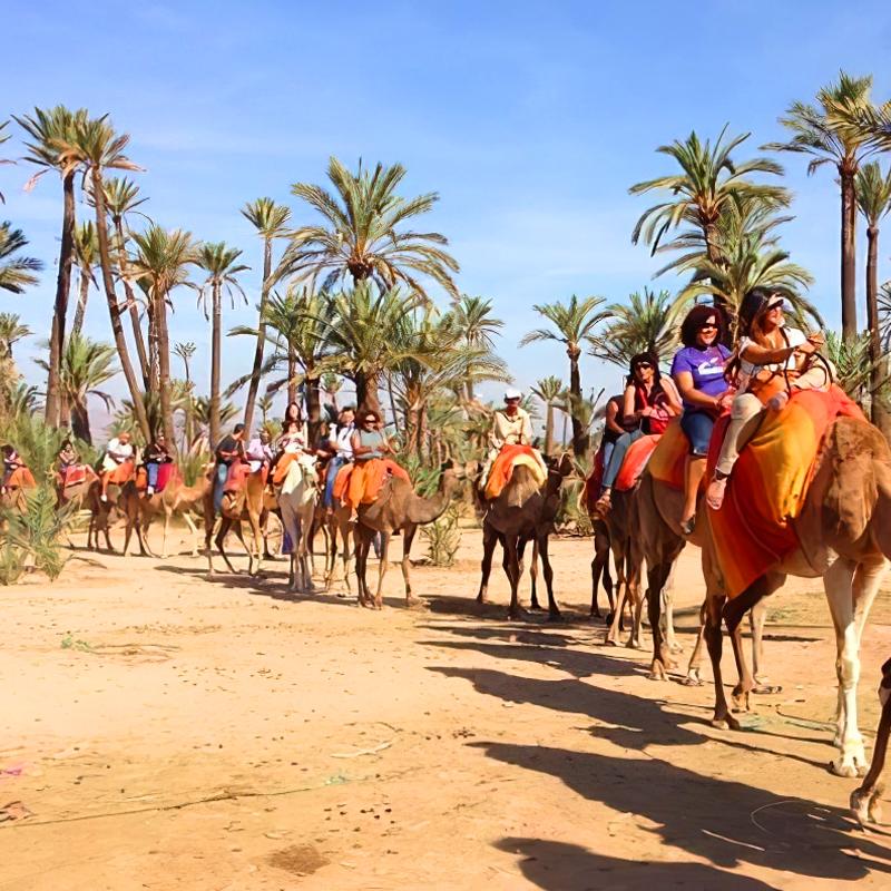 Camel Ride in Marrakech Palm Grove